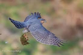 Sparrow Hawk