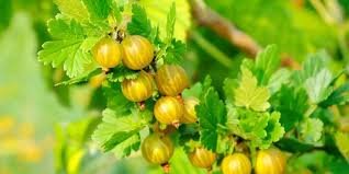 Gooseberry Gooseberry